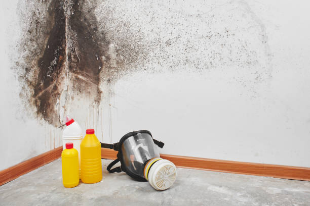 Best Mold Damage Repair  in Banks Springs, LA