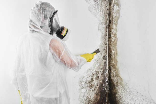 Best Emergency Mold Removal  in Banks Springs, LA
