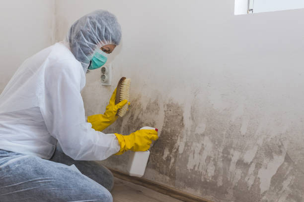 Best Local Mold Removal Service  in Banks Springs, LA