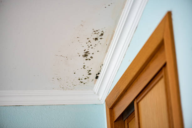 Certified Mold Removal in Banks Springs, LA