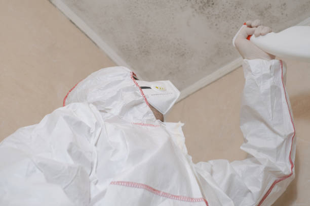 Best Office Mold Removal Services  in Banks Springs, LA