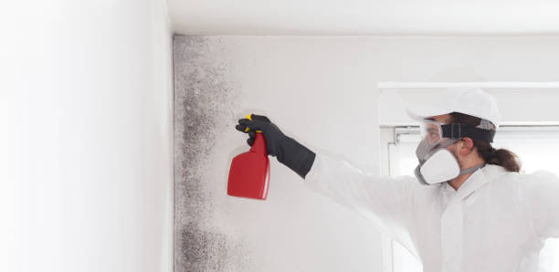 Best Professional Mold Removal  in Banks Springs, LA