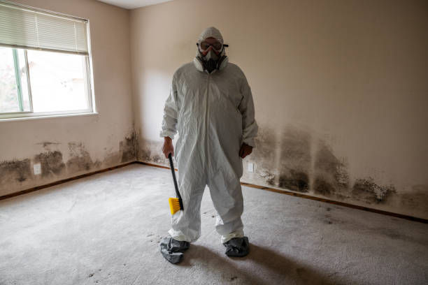 Best Same-Day Mold Removal  in Banks Springs, LA