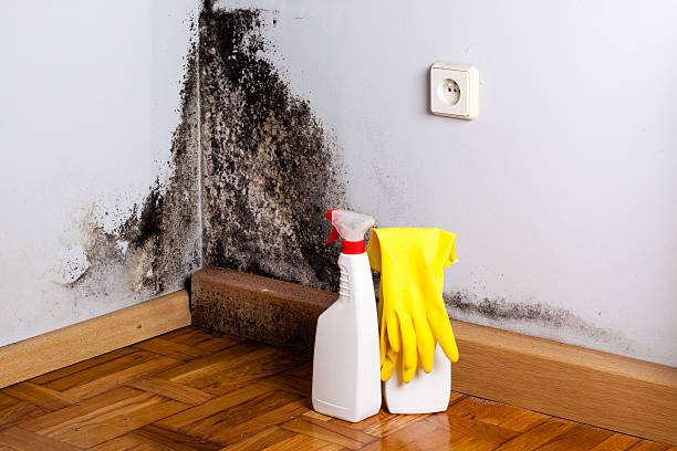 Reliable Banks Springs, LA Mold Removal Solutions