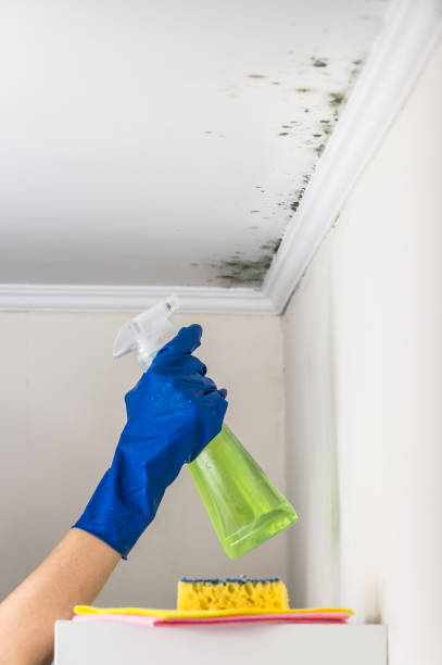 Best Fast Mold Removal  in Banks Springs, LA