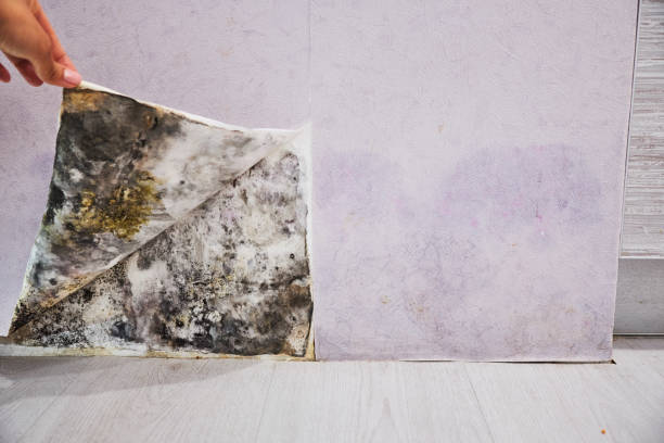 Best Mold Removal Company Near Me  in Banks Springs, LA